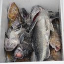 항구낚시 슈퍼 이미지