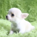 은아농장 이미지