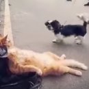 옆집강아지 이미지