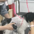 멍실멍실 | [의정부 강아지 미용실] 강아지 배냇미용 미용 참관 가능한 멍실멍실 반려동물미용 추천