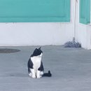 21. 다이어트 잠깐 고비왔다가 극복함