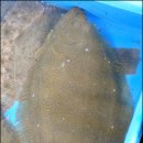 바다의 만찬 이미지