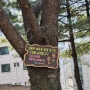 비둘기공원 | [시흥명소]비둘기공원🕊