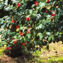 서천 마량리 동백나무 숲 이미지