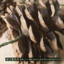 리빙플라워