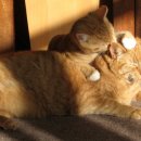 그루밍 단 이미지