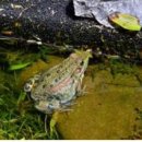 자연알로(서천) 이미지