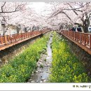 진해의 세느강, 여좌천의 벚꽃 - 2009 이미지
