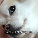 아이스쿠키 이미지
