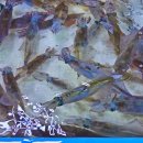 풍성수산 이미지