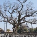 성읍리-10 이미지