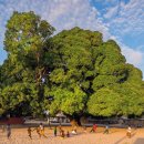 나무마을(tree village)