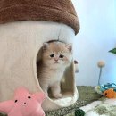 천안고양이 분양 퍼스트캣 본점 이미지