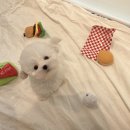 퍼피스토리 이미지