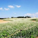 죽림농장 이미지