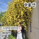 장미커피숍 - 화성시 31만세로 1109-6 | 울산 울주군 커피숍 베이커리카페 파라안 목향장미 실시간