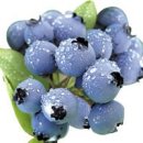 ﻿블루베리의 효능 [ Highbush blueberry ] 이미지