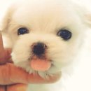 숭의동우체국 | 인천애견미용 용현동, 도화동, 숭의동 주목乃