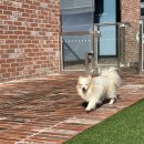 돌담동물의료센터 | [공지] (리얼후기) 휴일날 강아지 호텔링 안심하고 맡긴 밀착케어시스템:) 포항 이동 돌담동물의료센터