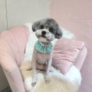 개이쁘댕 이미지