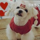 개포별빛동물병원 네이버블로그