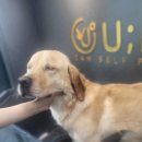 유폴 24시 애견셀프목욕 원주점 이미지