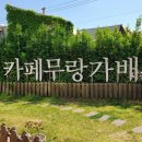 무랑가배 이미지