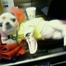 잘해줄개 이미지