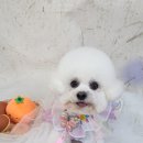 허니애견 이미지