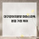 대구강아지분양 마마스미독 본점 | 대구강아지분양 마마스미독 본점 가정 케어