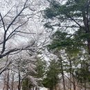추읍산개군양평해장국과천 | 2026.4월4일 벚꽃일기 과천대공원 해장, 개군양평해장국과 하이도나