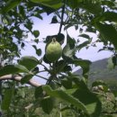 바울농장 이미지