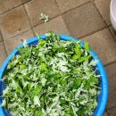 내미농박 이미지