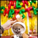 조이퍼피 강아지분양 이미지