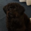 멍그니엘 | 시흥 배곧 애견호텔 멍그니엘 추천 후기