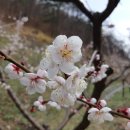 산모랭이풀내음 이미지