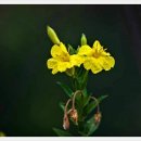 꽃들의 미소 이미지