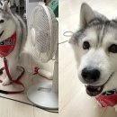 동물병원 산책 이미지
