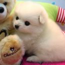 예쁜강아지 이미지