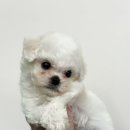 개린이집 강아지분양 고양이분양 전주본점 이미지