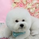 쁘리에숑 이미지