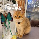 브룩스 캣 카페 | 부산 아이랑 실내 체험 대형 고양이카페 브룩스캣슬