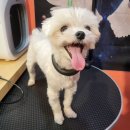 마이핫독 이미지