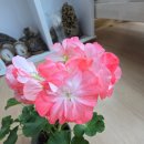 H4071 네이버블로그