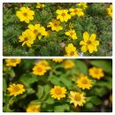 골드플라워 (GOLD FLOWER) 이미지