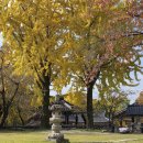 계룡산둘레길 신원사 단풍 🍁 이미지