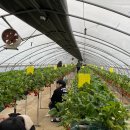 영롱농장 이미지