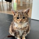 스키타는고양이 이미지