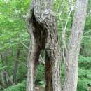 고광주농장 | [25/100] 명지산 - (경기 가평)