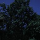 피자투어 | 보홀여행후기 반딧불투어 피자 씨뷰 경험